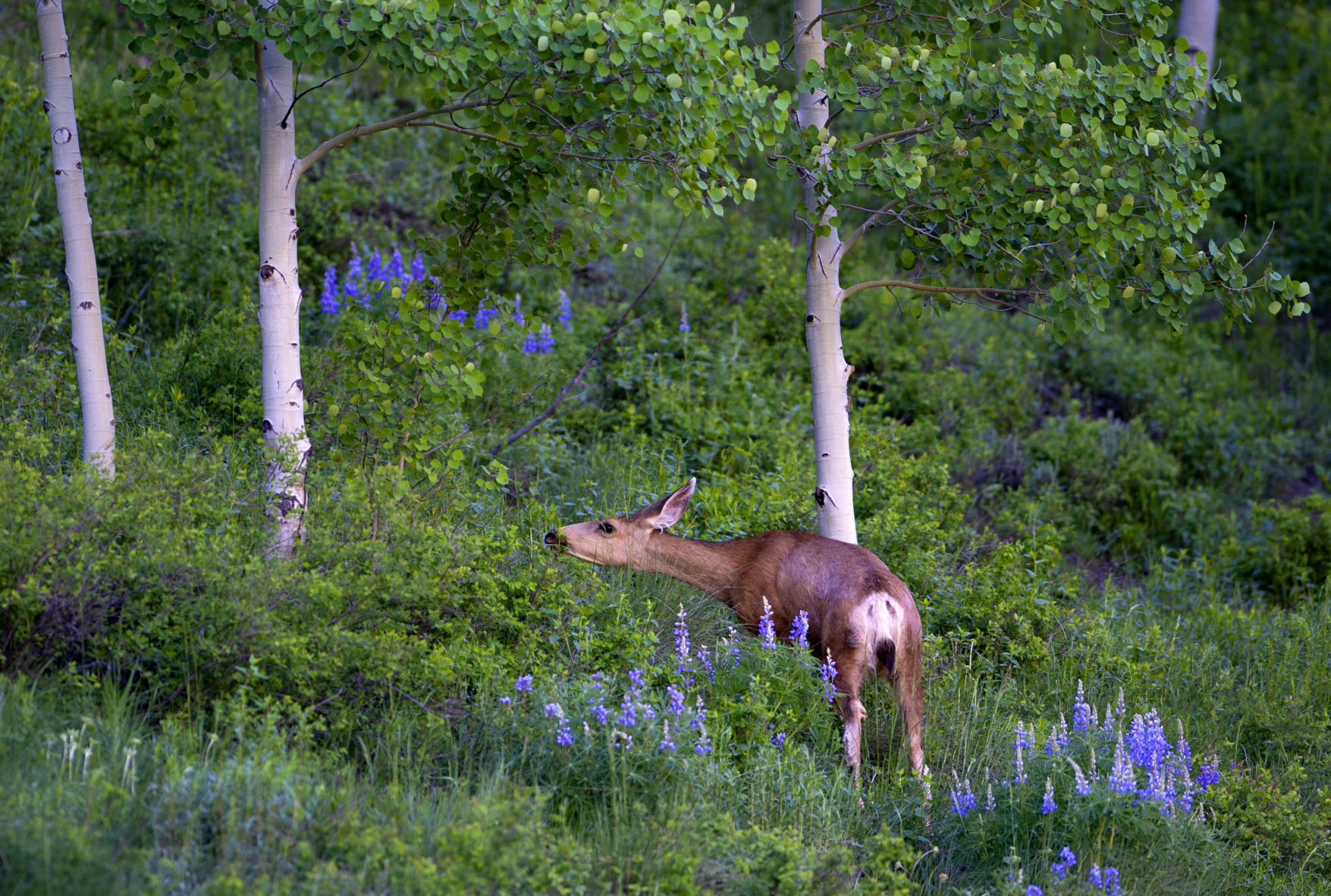 06_28_19 wildflowers1228.jpg